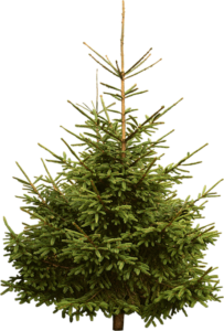 Норвежская елка купить в Москве и МО