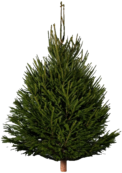 Норвежская елка (175-200 см)