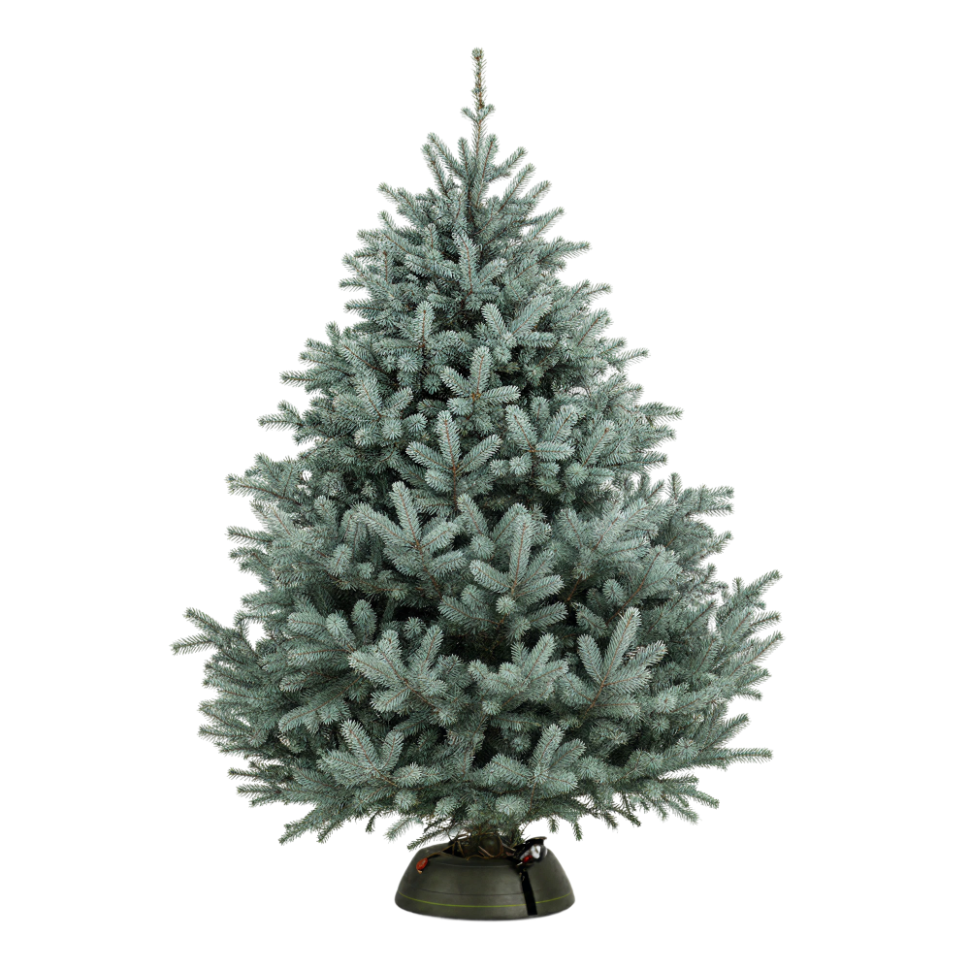 Ель голубая 075-300